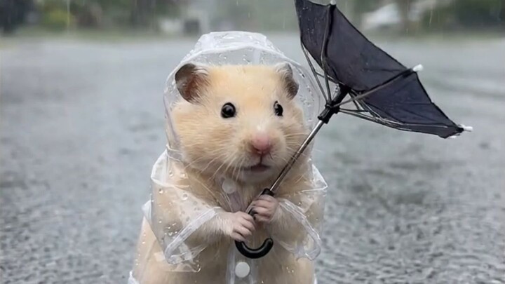 Poko reminds everyone to stay safe during typhoon season!