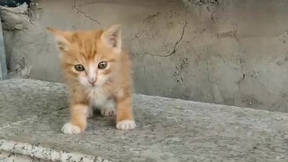 Setelah Kau Senang Karena Bermain Dengan Kucing Di Pinggir Jalan