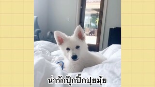 เพื่อนตัวน้อยแสนซน : น่ารักปุ๊กปิ๊กปุยมุ้ย