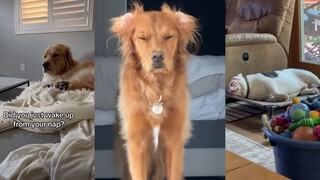 I just love the way dogs look right after waking up.