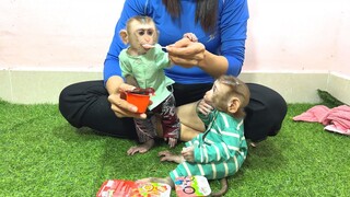 Mino and Coconut monkeys Enjoyed yogurt feed by Mom