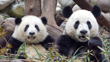 [Panda He Hua & Ai Jiu] Mereka Terlihat Sangat Berbeda
