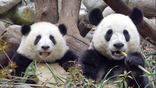 【Panda He Hua & Ai Jiu】They Look So Different