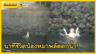 นาทีชีวิตน้องหมาพลัดตกน้ำกำลังรอความช่วยเหลือ! | Dog's Clip