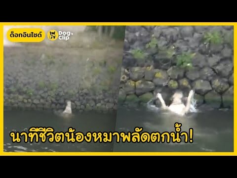 นาทีชีวิตน้องหมาพลัดตกน้ำกำลังรอความช่วยเหลือ! | Dog's Clip