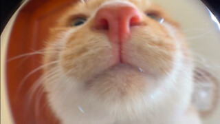 إصدار مطول من قطة كوكو