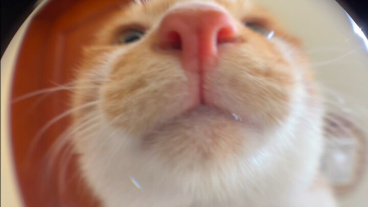 凑凑小猫超长版