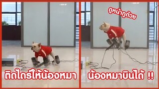 ติดไดร์ให้น้องหมา แล้วน้องบินได้ !! ( รวมคลิปฮาพากย์นรก ) EP.4