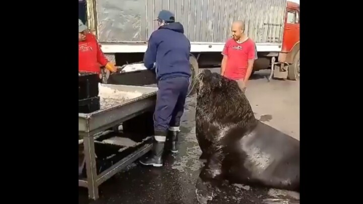 Give me a fish, please! Feeding the wild South American sea lion