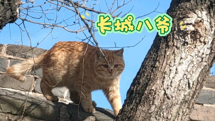 I met a cute orange cat on the Great Wall.