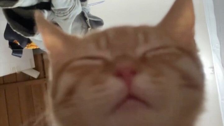 เรื่องที่น้องแมวเพิ่งตื่นนอนก็รีบตามหาฉันแบบบ้าคลั่งเลย