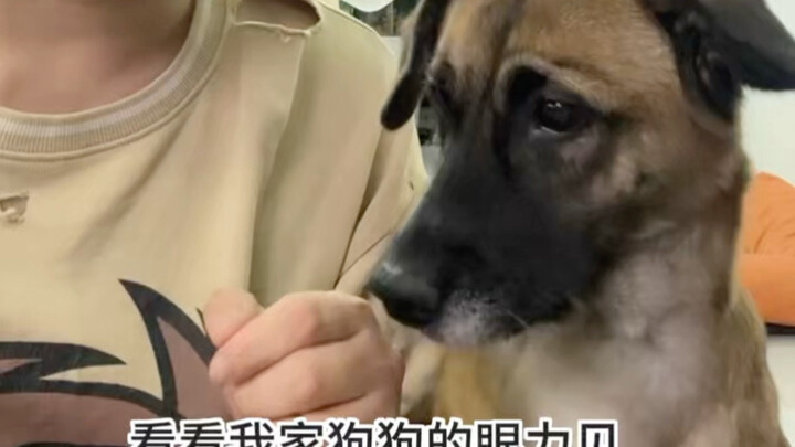 น้องหมามีความฉลาดรู้ทันเลยนะ