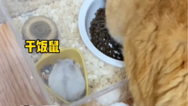Sebuah mesin pemberi makan kucing otomatis ternyata dihuni oleh seekor tikus kecil
