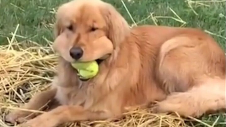 Lebih banyak bola, lebih banyak kebahagiaan!