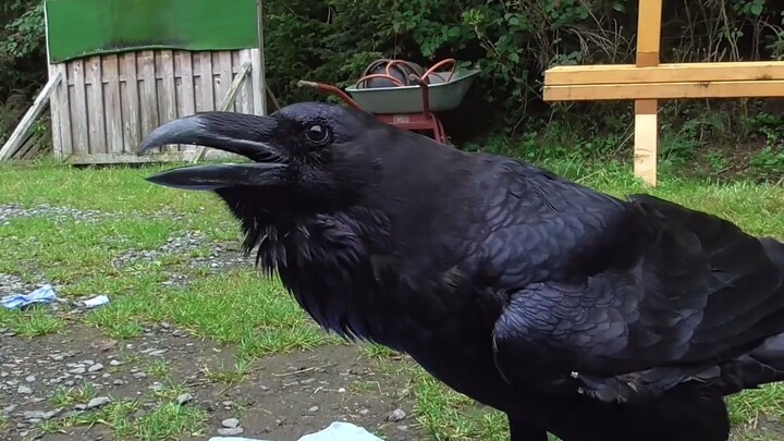 [Reupload] Ramires the Raven Who Speaks German (2015.08.25)