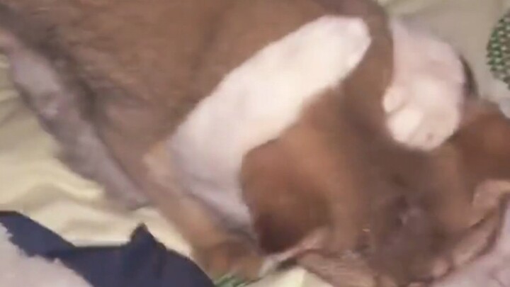 «دا ميه، دا ميه يو»