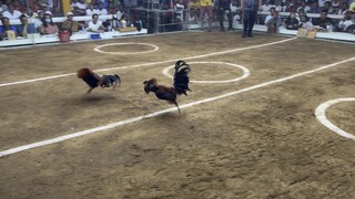 Sta ana cockpit 4 cock derby 1st fight