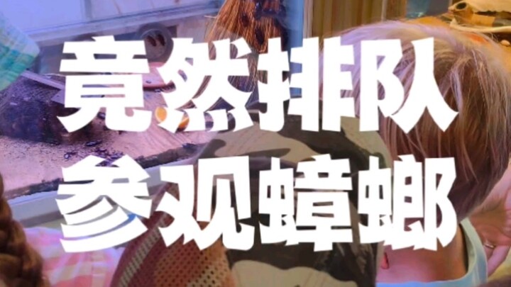 ต่อคิวเข้าชมแมลงสาบ นี่คือความโชคดีหรือความโชคร้ายของพวกมันกันแน่?