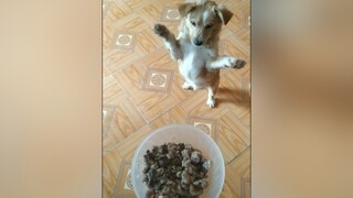 Bơ ham ăn đáng yêu ko ạ? cunyeucuadua yeucho yeuchomeo cún cúncon chó chómèo chócon chókhôn yeuchomeo chócute pet dog dogsoftiktok