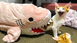 Try Not To Laugh or Grin While Watching Cute Animals Compilation #53