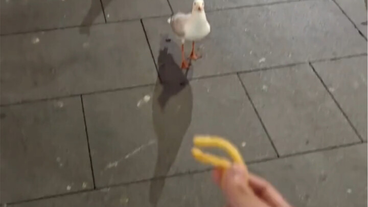 Go to the port to get some French fries~