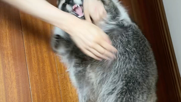 The secret to educating raccoons: Fight poison with poison! I won't tell the class about this, shh🤫