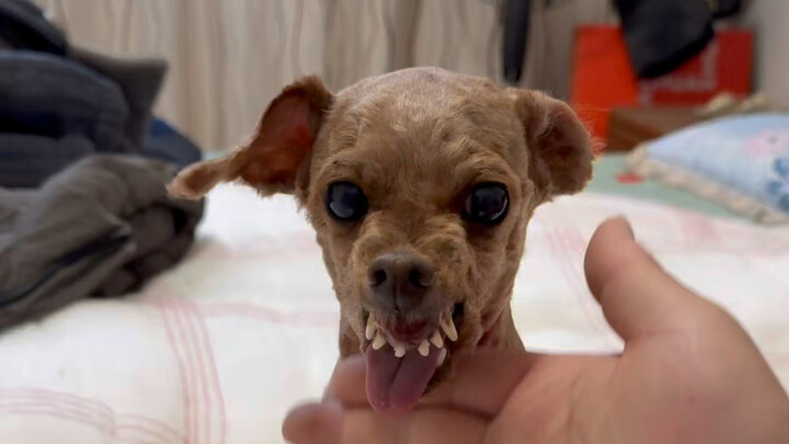 Mất 10 năm để nuôi dạy một con sói mắt trắng