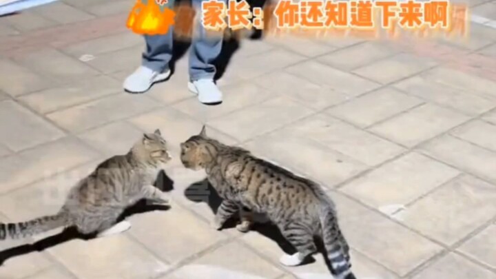 Kitten: Chinese education wins! #Teacher #School #Kitten