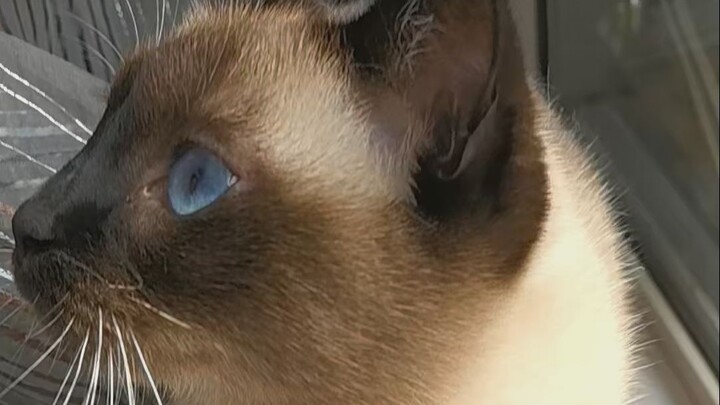 Kakak Nini ngapain sih nyari-nyari sarang gini? Miaw!
