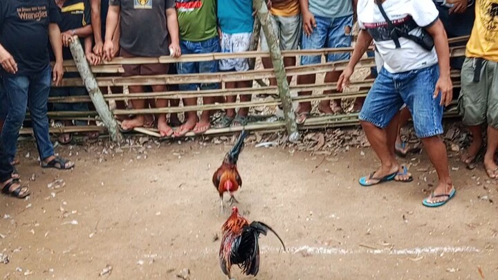 ni laban japon akung manok bisan gi sombag ko
