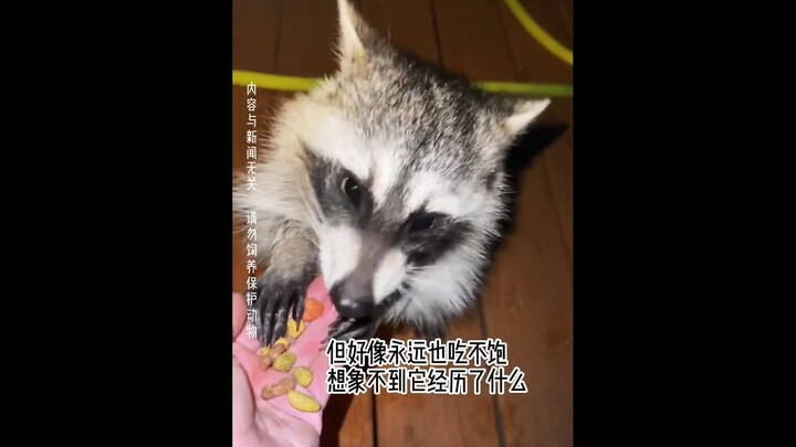 A young woman rescues a frozen raccoon that looks like a little fox. May all living beings be treate