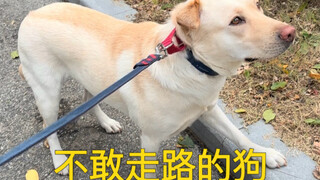 ใช้เวลาสองปีในที่สุดก็ไขคดีได้ เหตุผลที่ลูกสุนัขไม่กล้าเดิน