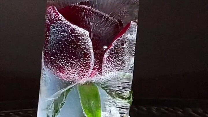 Ice-breaking compilation is here—my hands are freezing! Why does this ice-sealed rose have so many b