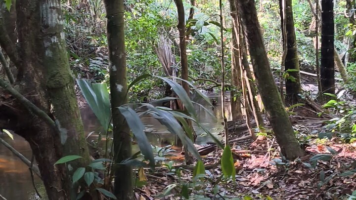 你有没有想象过自己身处亚马逊雨林之中？ - Have you ever imagined yourself in the Amazon?