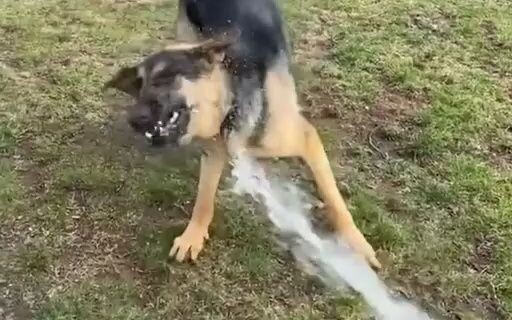 Puppy Dementia Simulator! No matter the breed, as soon as these dogs encounter this thing, it’s like