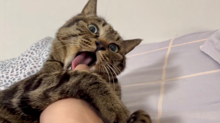 Jangan sekali-kali main dengan kucing saat susah tidur