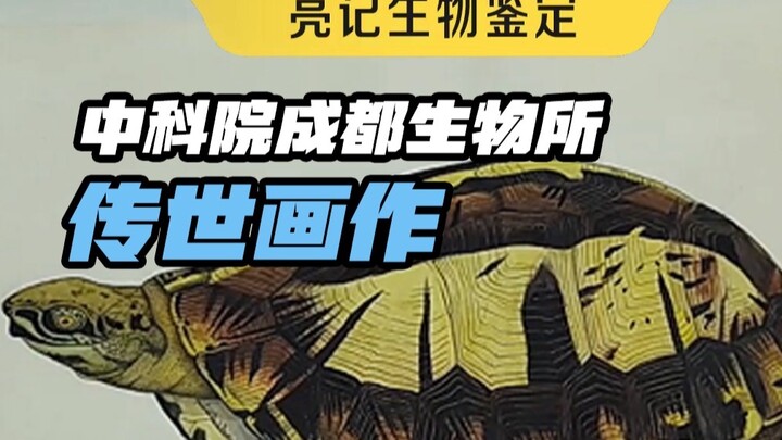 لا تتوتروا، كعالِمٍ في الزواحف والبرمائيات، من المعقول جدًا أن أمتلك مهارات رسم إلهية، أليس كذلك؟