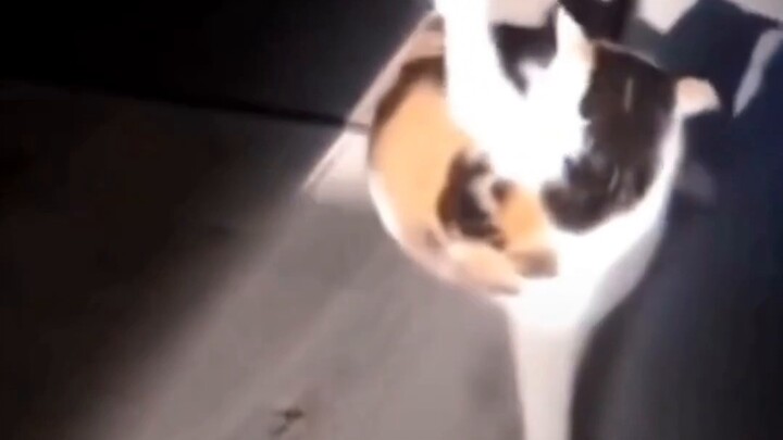 Who would resist a dancing cat?