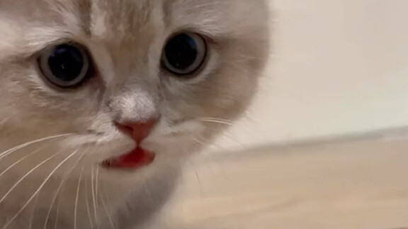 Good doggy~ Doggy~ Be good~