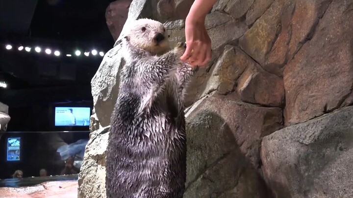 [ثعلب البحر] هيا نلعب بالكرة معًا~~~