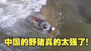 中国的野猪真的太强了！