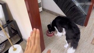Puppy: You said eat, what else is there to say?