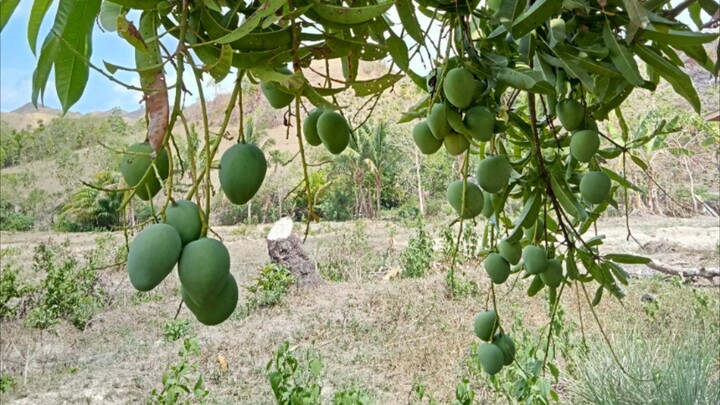 Picking fresh indian mangoes from our backyard.