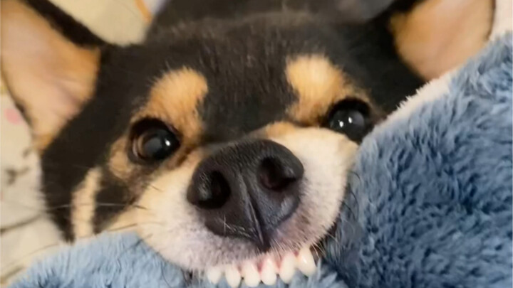 Awu has been completely worn out!