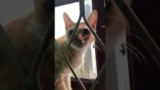 Naughty Cat stuck in the window #cat