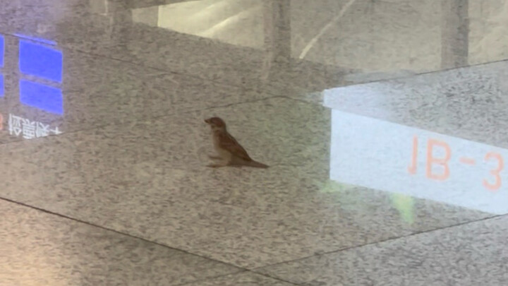 Sparrow 🥰 slipped 😍 Sparrow 🥰 slipped 😍 Sparrow 🥰 slipped 😍