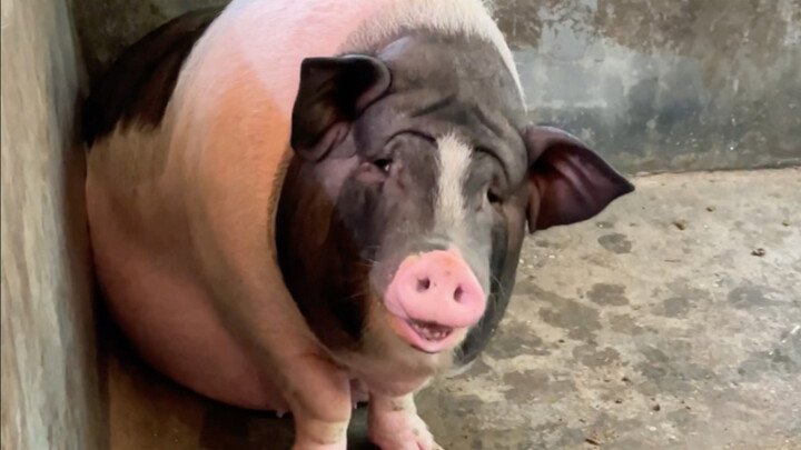 Piggy has suddenly taken an interest in you.