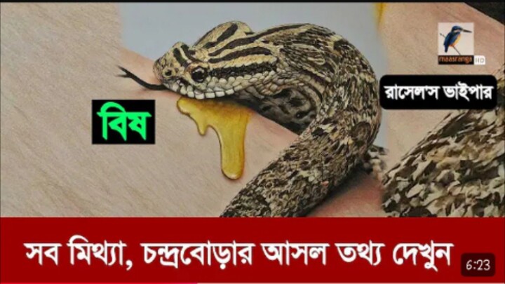সব মিথ্যা চন্দ্রবোড়ার আসল তথ্য দেখুন