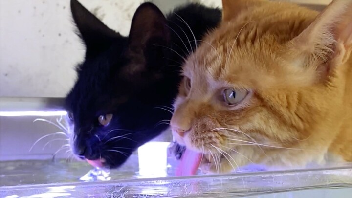 I want to see a comment section filled with nothing but black cats.