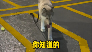 我好幸运，一晚上捡了这么多东西，还有一条狗#当然要拍照记录啊 #阿拉斯加 #萌宠日常记录